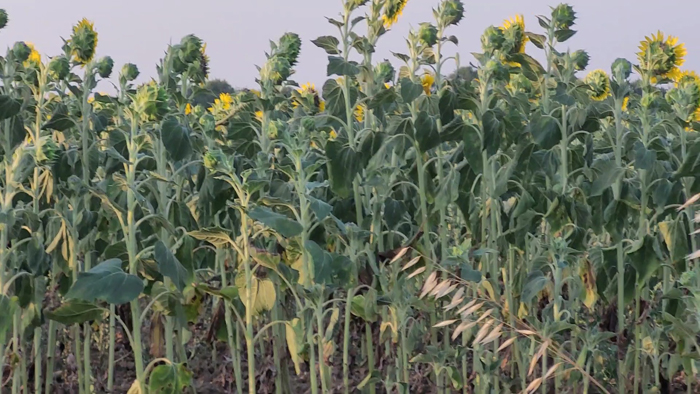 ÇİFTÇİ ZARARDA...