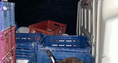 100 Tavşan Ele Geçirildi...