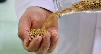 Buğday ve Arpa nın sertifikasyon süreci başlatıldı.