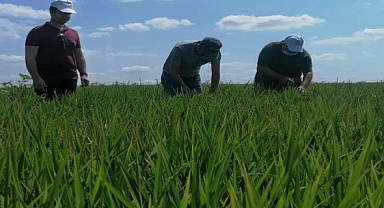 ÇELTİK'TE FİYAT BEKLENTİLERİ...