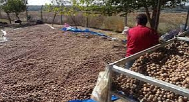  Ceviz Hasadı Sürüyor