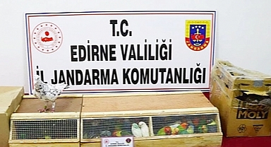 Edirne İl Jandarma Komutanlığı Kaçak Hayvan Kaçakçılığı Operasyonu Düzenledi