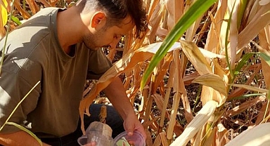 Feromon tuzakları kullanılıyor...