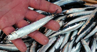 HAMSİ DEYİP GEÇİYORUZ...