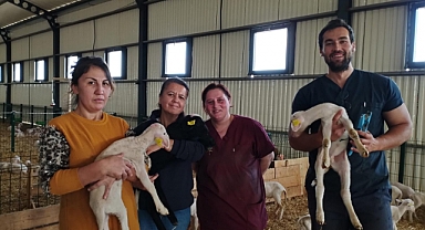 Küpeleme ve aşı yapıldı