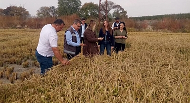 Pehlivanköy’de Çeltik hasadı başladı...