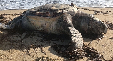 Üzüntü Yarattı...