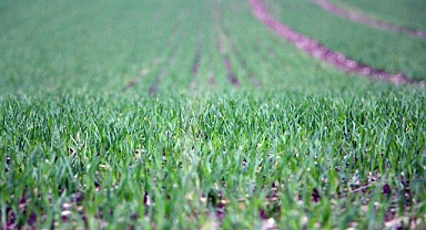 10 günde 158 kilo yağış alan Trakya'da tarlalar yeşerdi