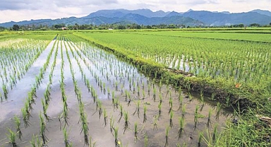 80 Türde Çeltik Geliştirildi...