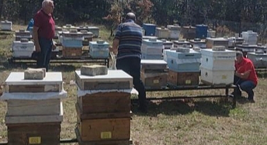 Arı sahasında denetim