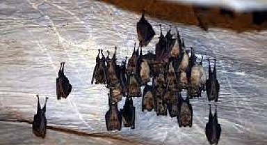 Binlerce Yarasanın Ev Sahipliği...