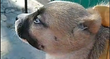 Edirne'de ağzı bağlı çuvalda, kulakları ve kuyruğu kesilmiş yavru köpek bulundu