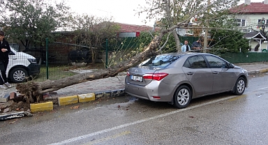 Edirne’de lodosun devirdiği ağaç otomobile hasar verdi
