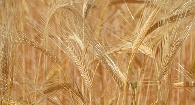 Ekimi Gerçekleştirildi...