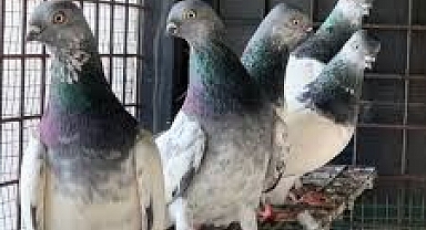 Hayvan Festivali Düzenlendi...