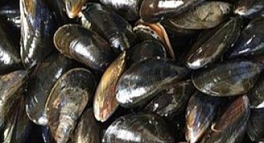 Hız Kesmeden Devam Ediyor...