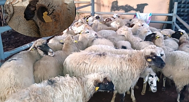 İzinsiz Hayvan Hareketine Cezai İşlem