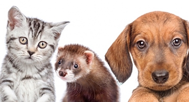 Kedi, köpek ve gelinciklere çip uygulanıyor