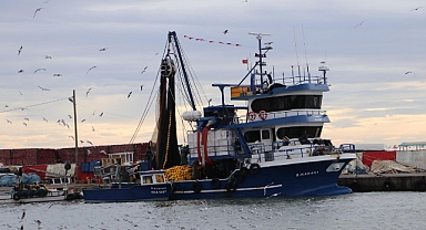 Tekirdağlı balıkçılar, 12 ton kolyoz avladı