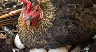 Tercih olmaya devam ediyor....