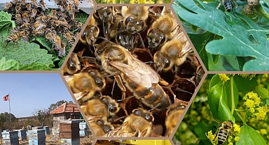 Trakya arısı destekleniyor