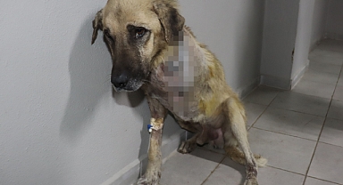 Tüfekle vurulan köpeğin bacağı ampute edildi