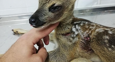 Vatandaşlar Tarafından Kurtarıldı...