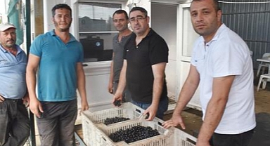 Zeytin Alım Kampanyasına Başladı...