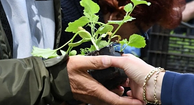 22 Bin 500 Adet Ata Tohumu Fide Dağıtıldı