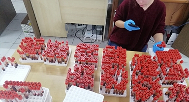 50 bin ari büyükbaş hayvana test yapıldı