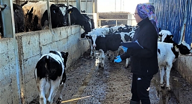Brusella Aşı Çalışmaları Hız Kesmeden Devam Ediyor