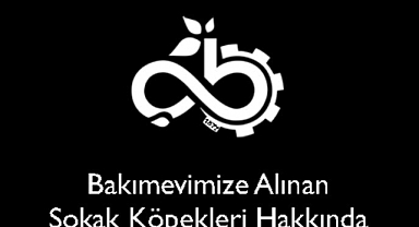 Çorlu Belediyesi'nden Sokak Köpekleri Hakkında Açıklama