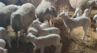 Destekleme tespit çalışmaları devam ediyor