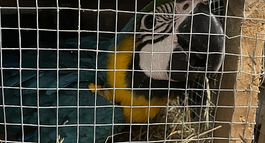 Edirne'de, kamyonette 124 kuş ele geçirildi