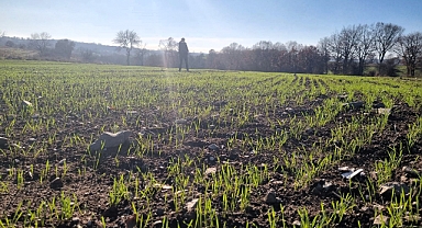 Ekmeklik Buğday Çeşitleri İncelendi
