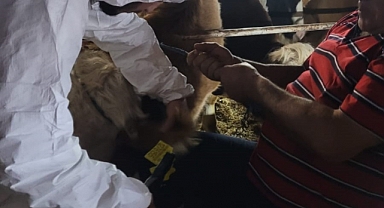 Hayvan Kimliklendirme ve Kayıt İşlemleri Devam Ediyor