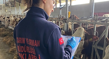 İthal Büyükbaş Hayvanlara Karantina ve Aşılama İşlemleri Yapıldı