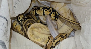 Kapıkule’de otomobilde 33 piton ele geçirildi