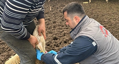 Kofçaz’da Koyun Keçi Vebası Araştırma Çalışmaları Devam Ediyor