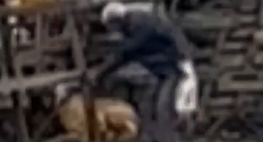 Köpeğe şiddet şüphelisine 4 bin 554 lira ceza