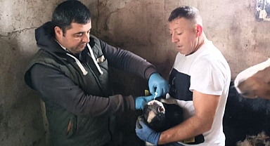 Koruyucu aşılama çalışmaları devam ediyor