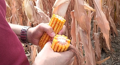 Mısır projesi verimli sonuçlar doğurdu