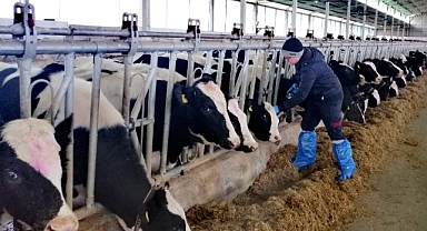 Sığır Tüberkülozu Hastalığı Taraması Yapıldı