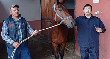 Tek Tırnaklı Hayvanlara Sağlık Kontrolü ve Aşı Yapıldı