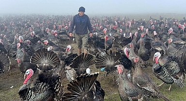 Yılbaşı hindisinin kilosu 350 lira