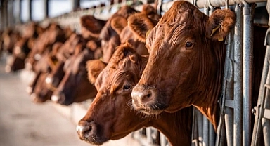 2024 Yılı Besilik Sığır İthalat Talimatı ve Teknik Kriterleri Açıklandı