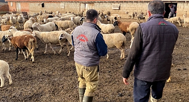 Anaç Koyun Keçi Desteklemeleri İçin Yerinde Tespit Çalışmaları Devam Ediyor