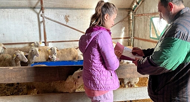 Anaç Koyun ve Keçi Tespitleri Başladı