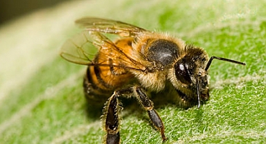 Arıcılık kursu açılacak!