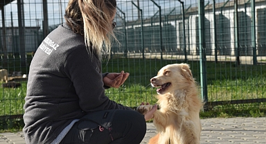 Can dostlara temel itaat eğitimi